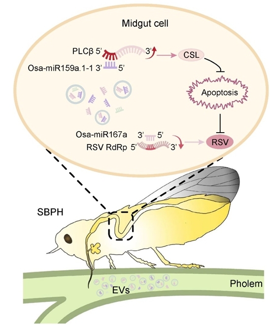 1747820892203111.jpeg 1747820892203111.jpeg
